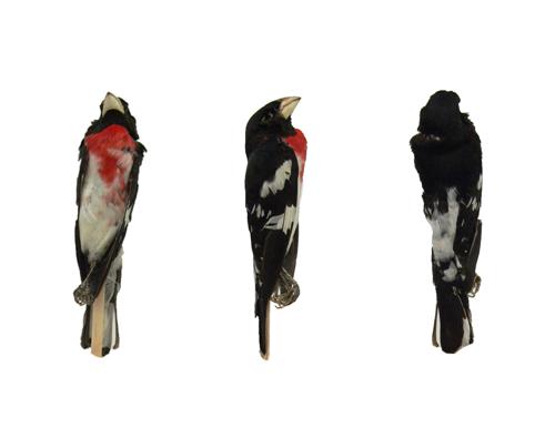 Bird specimen